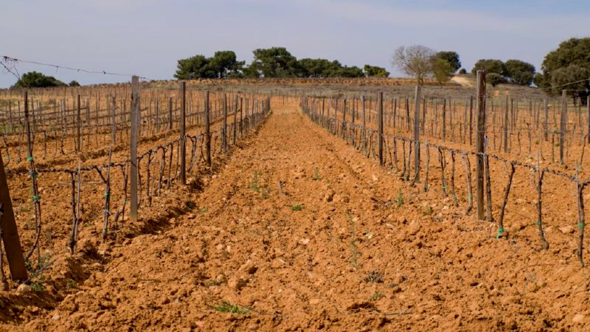 Viñedo de la Ribera del Duero en invierno, con la tierra recién labrada